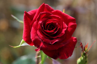 Close-up of red rose