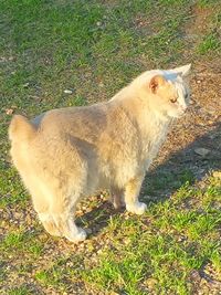 Dog standing on grassy field