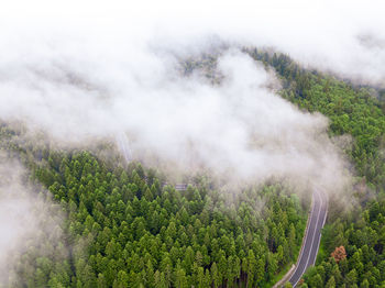 Winding road trough dense pine forest. aerial drone view, top down