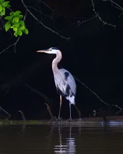 Bird perching on a lake