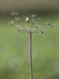 Low angle view of flowering plant against sky