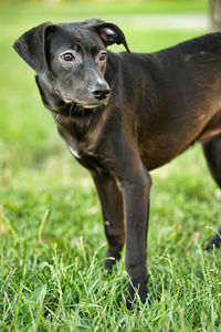 Portrait of dog on field