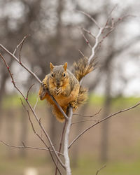 Close-up of squirrel in a small tree has something to nibble on