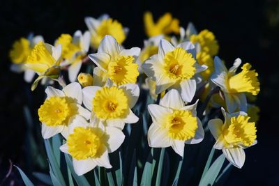 Close-up of yellow flowering plant