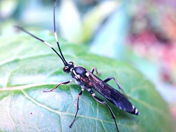 Close-up of insect on leaf