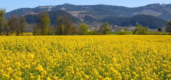 Scenic view of a field if yellow