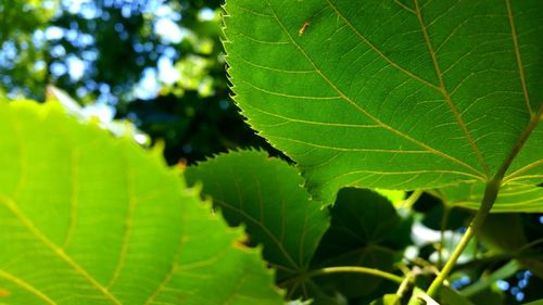 Close-up of green leaves on branch