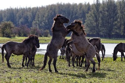 Horses fighting on field at lakeshore