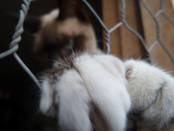 Close-up of cat sleeping