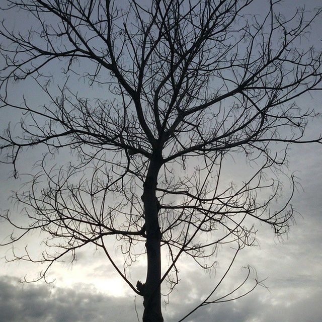 LOW ANGLE VIEW OF BARE TREES AGAINST SKY