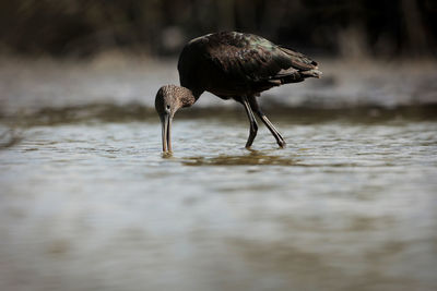 Close-up of bird drinking water