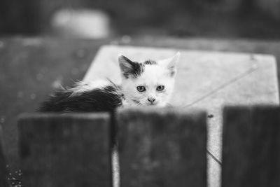 Portrait of kitten by cat against blurred background