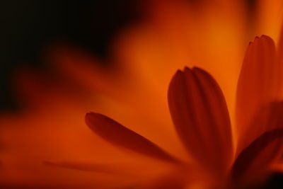 Close-up of orange rose flower