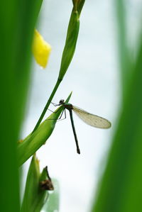 Close-up of insect on flower