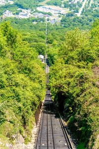 Footpath amidst trees