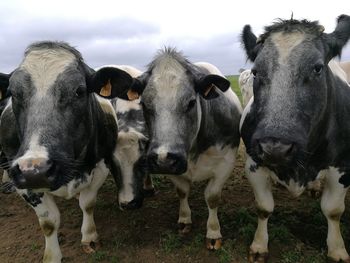 Close-up portrait of cows standing on field against sky