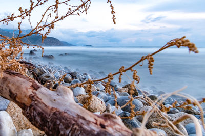 Close-up of tree by sea against sky