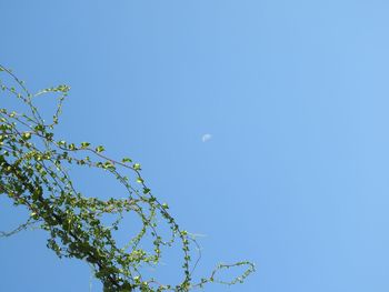 Low angle view of tree against clear blue sky