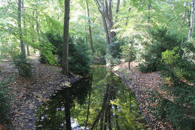 Trees in forest