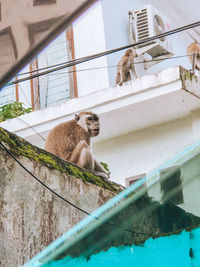 Low angle view of a monkey looking away