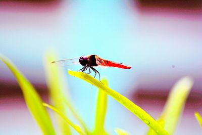 Close-up of insect on plant