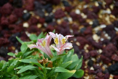 Close-up of pink flowering plant