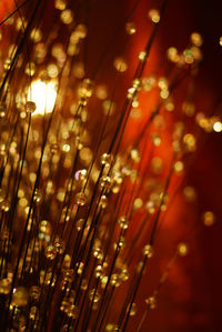 Close-up of wet illuminated lights