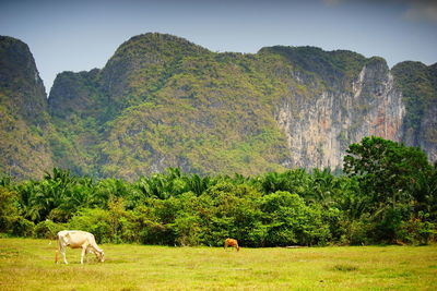 Sheep grazing in a field