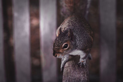 Close-up of squirrel