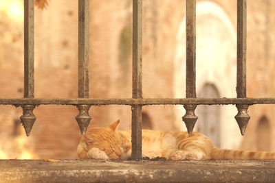 Close-up of cat against wall