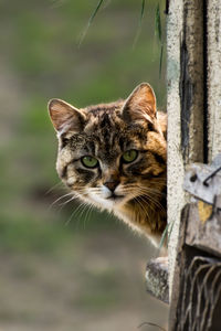 Close-up portrait of cat