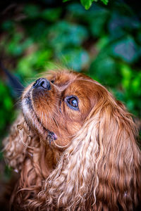 Close-up of a dog looking away