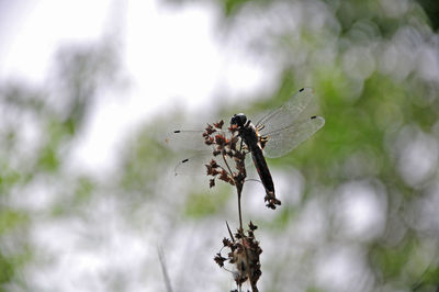 Close-up of insect on flower