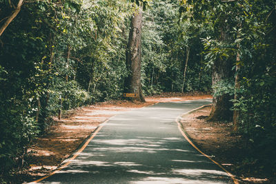 Road amidst trees in forest