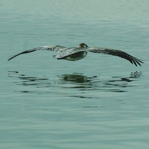 View of birds swimming in lake