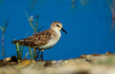 Close-up of bird