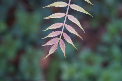 Close-up of autumn leaves