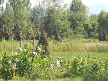 Trees growing in field