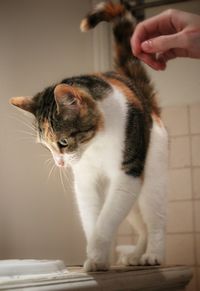 Cat looking at camera at home