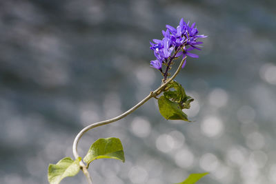 Close-up of flower growing on tree