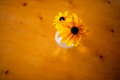 High angle view of yellow flowering plant