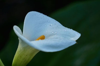 Close-up of raindrops on white flower