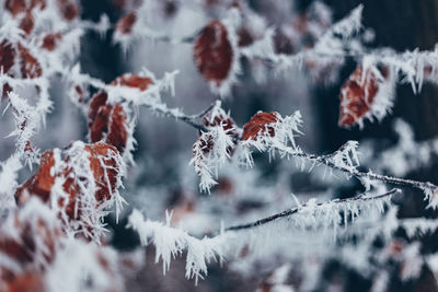 Close-up of frozen plant during winter