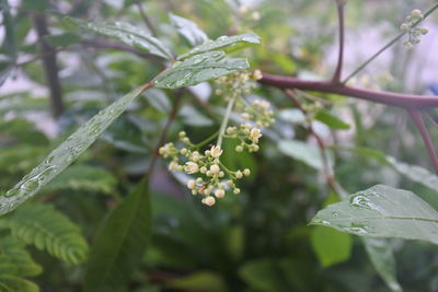 Close-up of raindrops on plant