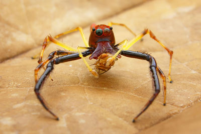 Close-up of spider on table