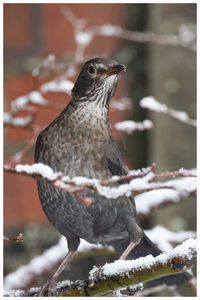 Close-up of bird perching on snow covered wood during winter