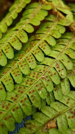 High angle view of fresh green plant