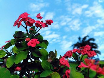 Low angle view of red flowering plant