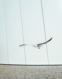 Low angle view of bird flying against clear sky