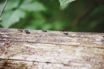 Close-up of ant on wood